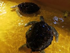 -秦皇岛新澳海底世界