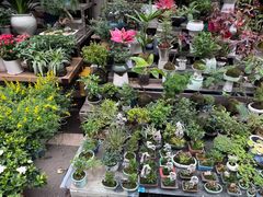 -苏州市皮市街花鸟工艺品市场
