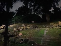 -夜间野生动物园
