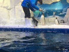 -华夏文旅海洋公园