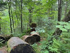 -五营红松林海景区