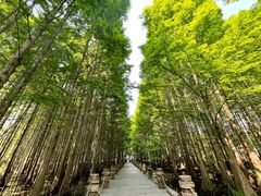 -桤木河湿地公园