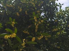 -晓靖轩烧烤(沙河风情店)