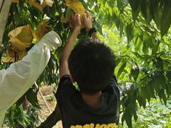 -老袁家蜜桃农场·阳山水蜜桃