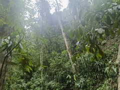 -西双版纳原始森林公园