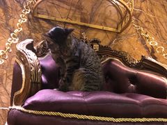 -more than meow吴止猫主题餐厅(承德 中船汇店)