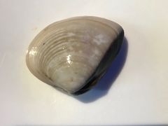 -曼格活海鲜·牛排自助(光明蓝鲸店)