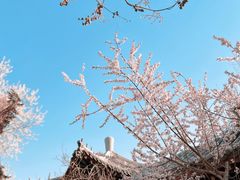 -桃花堤公园