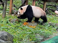 -广州长隆野生动物世界