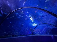 -太平洋海底世界