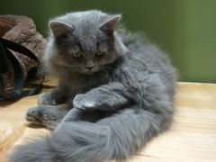 -猫亿天猫咖