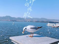 -海埂大坝