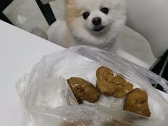 -宠福鑫康馨动物医院·骨科·眼科