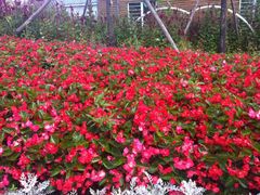 -北纬44度·金珠花海休闲农业旅游景区