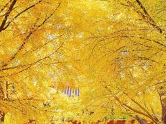 -三里屯东五街银杏大道