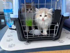 -伟伟宠物医院·瑞派猫友好医院·猫科(光谷店)