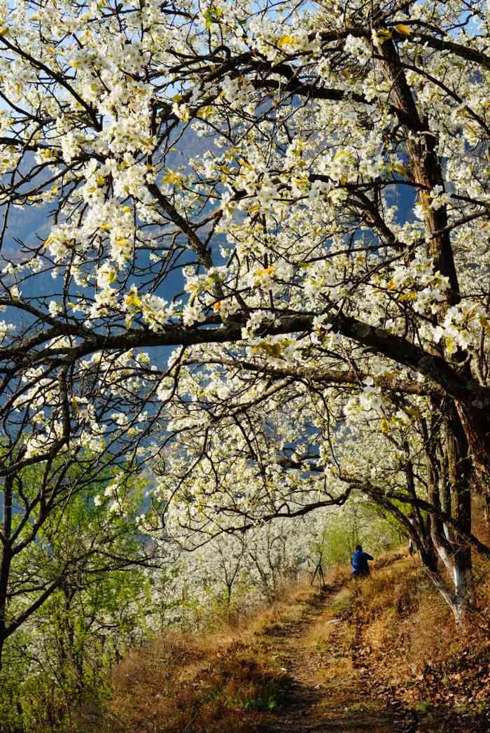 金川风景区-"9194四川金川:梨花花期:三月下旬至四.