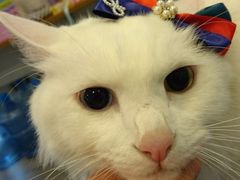 -PETKIT小佩宠物(古北店)