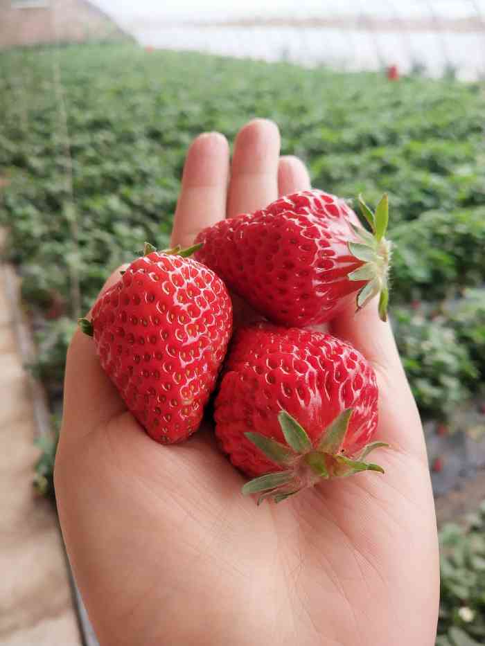 蓝呗呗蓝莓草莓采摘园通州区马驹桥店