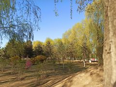 -丁香湖公园