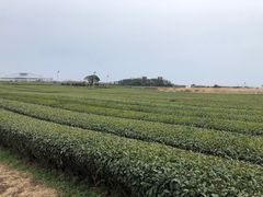 -雪绿茶博物馆