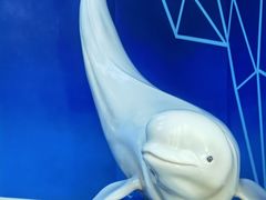 -海合安青岛极地海洋公园