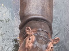 -海南热带野生动植物园