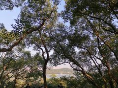 -上海佘山国家森林公园东门地面停车场