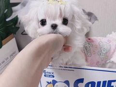 -萌宠之家·腊肠犬·马尔泰·小体犬舍