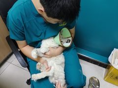 -乖乖宠物医院·猫科·急重症中心(车站北路分院)