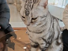 -共舞时光猫咖·狗咖(新街口店)