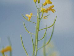 -汉长安城未央宫国家考古遗址公园