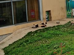 -西安秦岭野生动物园