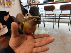 -吉丁鸟咖·异宠·寄养