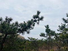 -即墨鹤山风景区