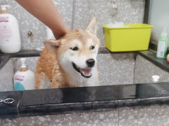 -宠物家(角门东店)
