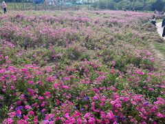 -歌斐颂巧克力小镇