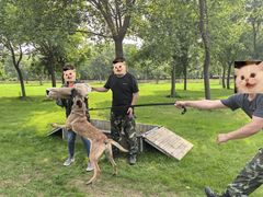 -北京京卫宠物寄养训练中心