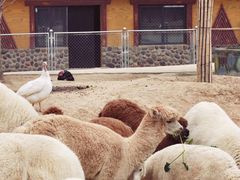 -石家庄市动物园