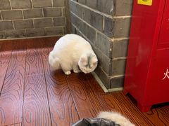 -张记牛肉面馆(天津路店)