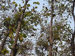 -中国科学院西双版纳热带植物园