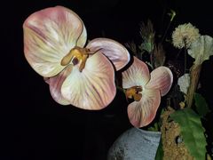 -小董哥烤串(金水花城店)