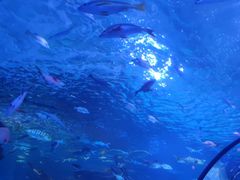 -太平洋海底世界