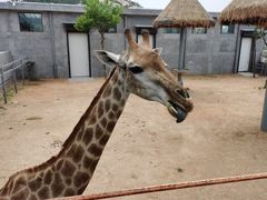 -西霞口神雕山野生动物世界