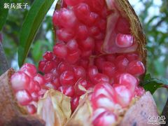 -上海怡沁园度假酒店