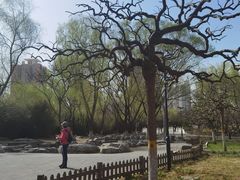 -莲花池公园