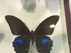 -上海昆虫博物馆