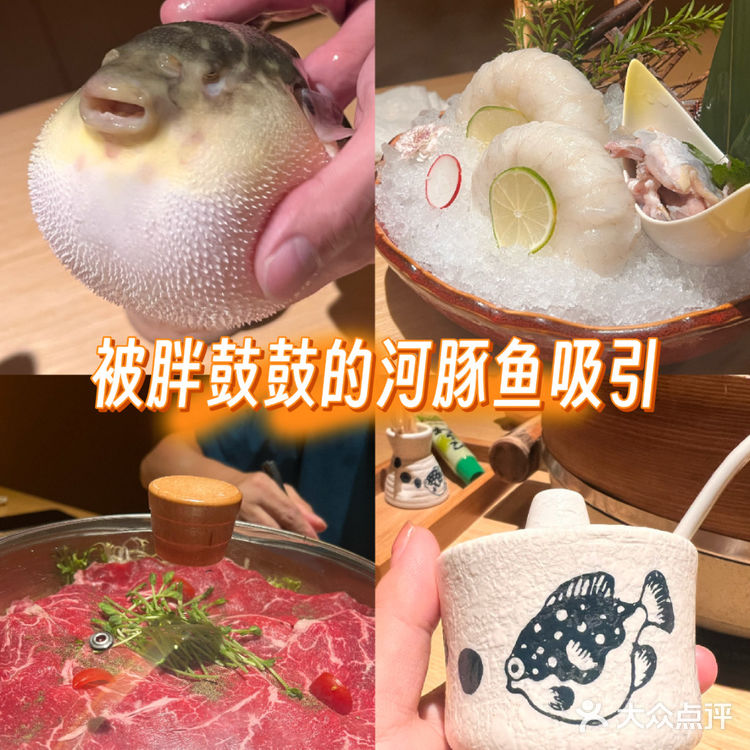 被胖鼓鼓的河豚鱼吸引