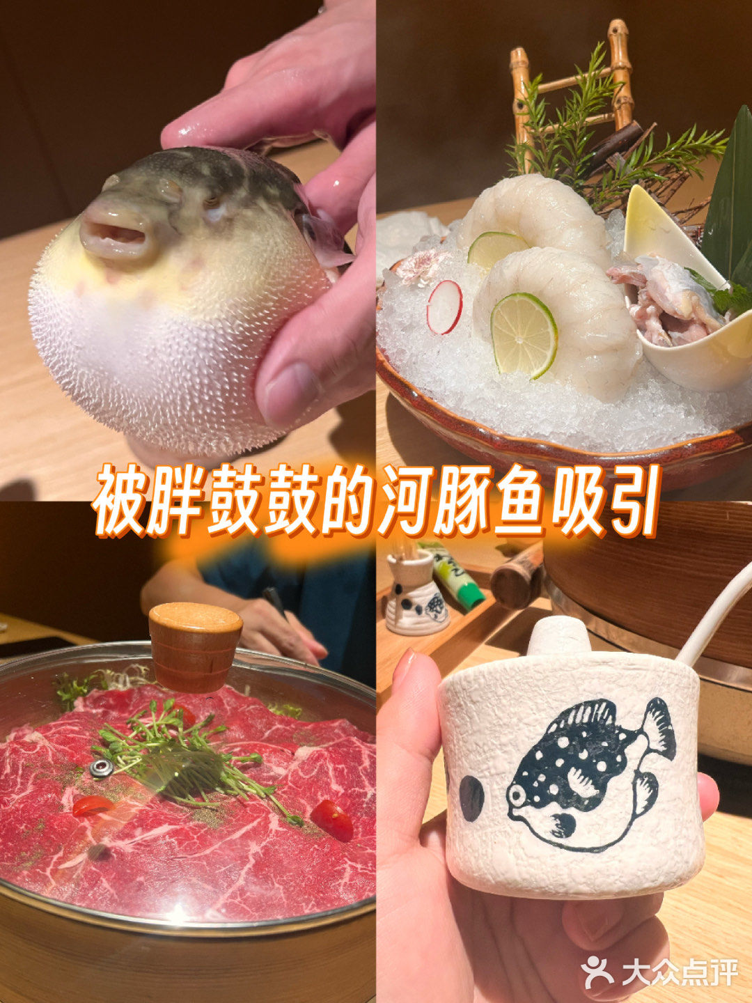  被胖鼓鼓的河豚鱼吸引