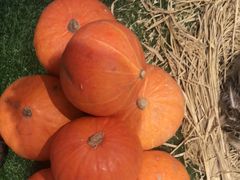 -老阿爸江浙土菜(奥体中心店)